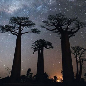 A Night In Madagascar